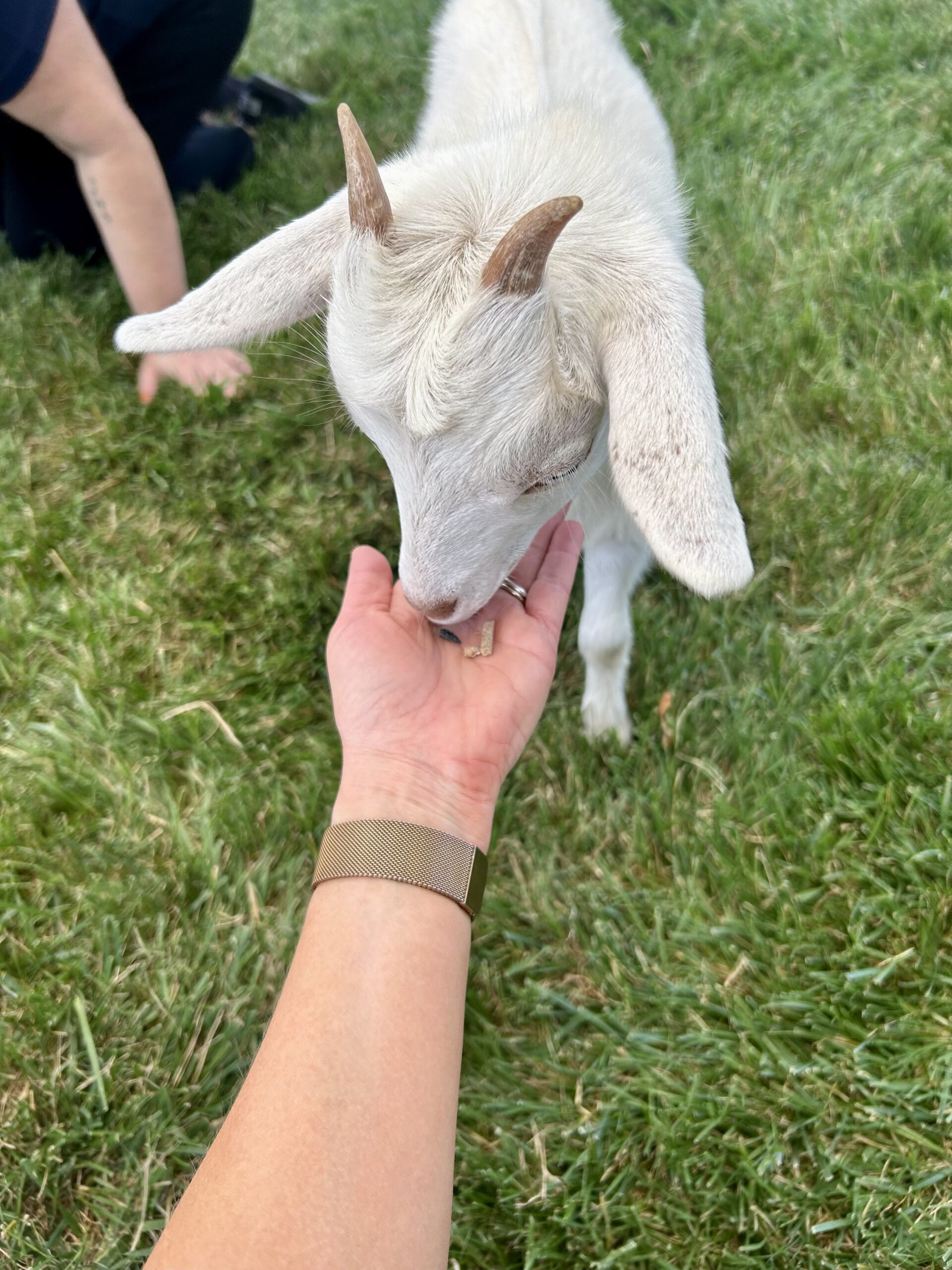 Homeschool Day: Fun on the Farm